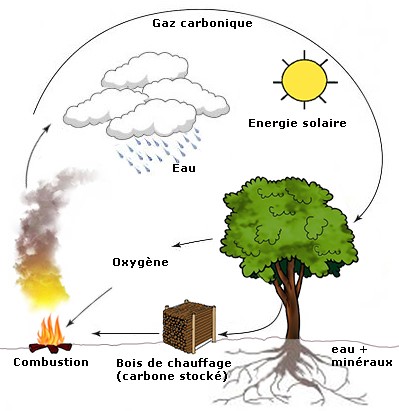 cycle carbone